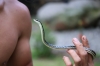 Schlange am Arm (Foto: chari , Bukit Lawang, Sumatra, Indonesien am 06.04.2025) [6080]