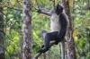 Thomas-Langur Dame (Foto: chari , Bukit Lawang, Sumatra, Indonesien am 07.04.2025) [6081]