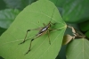 Grashüpfer (Foto: chari , Bukit Lawang, Sumatra, Indonesien am 07.04.2025) [6088]