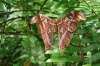 Atlasspinner (Foto: chari , Bukit Lawang, Sumatra, Indonesien am 10.04.2025) [6092]