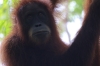 Orang-Utan Dame (Foto: chari , Bukit Lawang, Sumatra, Indonesien am 10.04.2025) [6093]