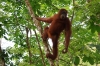 Orang-Utan Weibchen (Foto: chari , Bukit Lawang, Sumatra, Indonesien am 10.04.2025) [6094]