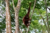 Orang-Utan langer Arm (Foto: chari , Bukit Lawang, Sumatra, Indonesien am 10.04.2025) [6095]