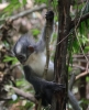 Thomas Leafmonkey kleiner Kletterkünstler (Foto: chari , Gunung Leuser National Park, Sumatra, Indonesien am 10.04.2025) [6098]
