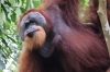 männlicher Orang Utan - dicke Backen (Foto: chari , Gunung Leuser National Park, Sumatra, Indonesien am 10.04.2025) [6100]