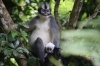 Thomas Langur Mutter mit Kind (Foto: chari , Gunung Leuser National Park, Sumatra, Indonesien am 10.04.2025) [6104]