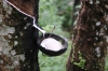 Kokosschale für Latexmilch (Foto: chari , Bukit Lawang, Sumatra, Indonesien am 11.04.2025) [6106]