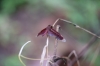 Libelle (Foto: chari , Bukit Lawang, Sumatra, Indonesien am 11.04.2025) [6108]