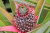 Ananas (Foto: chari , Bukit Lawang, Sumatra, Indonesien am 11.04.2025) [6109]