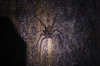 Spinne X (Foto: chari , Bukit Lawang, Sumatra, Indonesien am 11.04.2025) [6113]