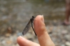 Libelle am Landak River (Foto: chari , Bukit Lawang, Sumatra, Indonesien am 11.04.2025) [6116]