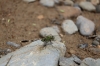 Libelle am Landak River (Foto: chari , Bukit Lawang, Sumatra, Indonesien am 11.04.2025) [6117]