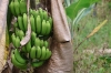 Bananenstaude (Foto: chari , Bukit Lawang, Sumatra, Indonesien am 11.04.2025) [6118]