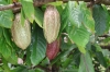 Kakao-Fruchtstand (Foto: chari , Samosir, Sumatra, Indonesien am 15.04.2025) [6129]