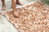 Trocknen der Kakaobohnen (Foto: chari , Samosir, Sumatra, Indonesien am 15.04.2025) [6130]