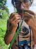 tropische Kräuterwanderung: Der Duft von Citronella (Foto: katarina , Samosir, Sumatra, Indonesien am 15.04.2025) [6134]