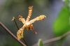 Orchidee (Foto: chari , Samosir, Sumatra, Indonesien am 15.04.2025) [6137]