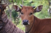 Kuh am Wegrand (Foto: chari , Samosir, Sumatra, Indonesien am 15.04.2025) [6138]