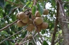 Candlenut / Lichtnussbaum (Foto: chari , Samosir, Sumatra, Indonesien am 15.04.2025) [6140]