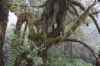 Nebelwald beim Kerinci-Abstieg (Foto: chari , Kerinci Seblat National Park, Sumatra, Indonesien am 21.04.2025) [6154]