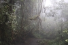 Nebelwald beim Kerinci-Abstieg (Foto: chari , Kerinci Seblat National Park, Sumatra, Indonesien am 21.04.2025) [6155]