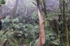 Tropischer Wald beim Kerinci-Abstieg (Foto: chari , Kerinci Seblat National Park, Sumatra, Indonesien am 21.04.2025) [6156]