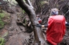 Abstieg über feuchte Wurzeln (Foto: chari , Gunung Kerinci, Sumatra, Indonesien am 21.04.2025) [6157]