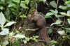 Squirrel am Rastplatz (Foto: chari , Gunung Kerinci, Sumatra, Indonesien am 20.04.2025) [6172]