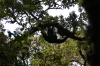 Siamang hängt am Ast (Foto: chari , Gunung Kerinci, Sumatra, Indonesien am 20.04.2025) [6174]