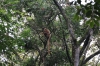 Langurenart ... noch zu bestimmen (Foto: chari , Gunung Kerinci, Sumatra, Indonesien am 20.04.2025) [6176]