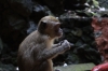 Makakke auf einem Geländer (Foto: chari , Batu Caves, Selangor, Malaysia am 27.04.2025) [6196]