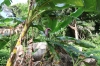 Bananenbaum vor Fels (Foto: chari , Pulau Perhentian Besar, Terengganu, Malaysia am 05.05.2025) [6201]