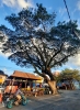 schöner großer Baum in der Nähe des Jetty (Foto: katarina , Kuala Besut, Terengganu, Malaysia am 06.05.2025) [6217]