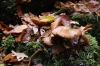 Pilze mit Herbstlaub (Foto: chari , Bielefeld, Unteres Weserbergland 53, Deutschland am 01.11.2025) [6227]
