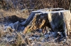 Rauhreif über Baumstumpf (Foto: chari , Bielefeld, Unteres Weserbergland 53, Deutschland am 26.12.2025) [6232]