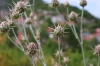 Distel (Foto: chari , Spillaio, Epirus, Griechenland am 05.06.2026) [6254]