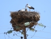 Storch mit Nachwuchs im Nest, Kleidonia (Foto: chari , Konitsa, Epirus, Griechenland am 07.06.2026) [6258]
