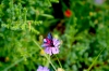 Falter auf Blüte (Foto: chari , Vikos-Aoos National Park, Epirus, Griechenland am 08.06.2026) [6264]