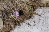 Krokus an Schnee (Foto: chari , Vikos-Aoos National Park, Epirus, Griechenland am 09.06.2026) [6273]