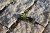 Riesenlaufkäfer (Carabus gigas) auf dem Pflaster der Straße nach Samarina (Foto: chari , Samarina, Epirus, Griechenland am 06.06.2026) [6304]