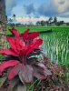 vielfältige Eindrücke bei einem Spaziergang um Tetebatu (Foto: katarina , Tetebatu, Lombok, Indonesien am 22.07.2026) [6375]
