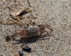 Krabbe am Strand (Foto: chari , Sekotong, Lombok, Indonesien am 27.07.2026) [6398]