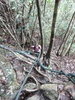 Leiter für die letzten Meter Aufstieg (Foto: katarina , Gunung Santubong, Sarawak, Malaysia am 07.12.2009) [128]