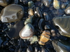  (Foto: katarina , Ko Lipe, Satun, Thailand am 30.12.2009) [676]