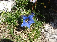 Enzian im oberen Val Valmenon (Foto: philip , Val Meluzzo / Val di Brica, Friulanische Dolomiten, Italien am 02.08.2009) [1831]