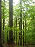 Buchen im Nationalpark Hainich (Foto: philip , Nationalpark Hainich, Thüringer Becken 47 48, Deutschland am 24.09.2010) [2089]