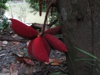 riecht nach Banane - der ganze Baum (Foto: chari , Sepilok, Sabah, Malaysia am 10.02.2011) [2141]