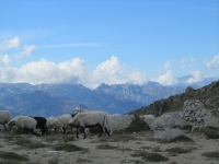 Am Bocca d´Oru nach dem anstrengenden Anstieg vom Col de Verde (Foto: katarina , Alta Rocca, Korsika, Frankreich am 30.08.2011) [2386]