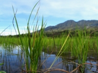 Reispflänzchen am Danau Gunung Tudjuh (Foto: chari , Kersik Tua, Sumatra, Indonesien am 23.01.2012) [2707]
