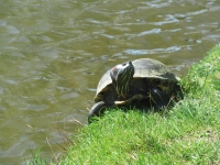 Die heutige Entdeckung beim Sonne tanken im Bielefelder Nordpark (Foto: katarina , Bielefeld, Unteres Weserbergland 53, Deutschland am 18.04.2013) [3708]